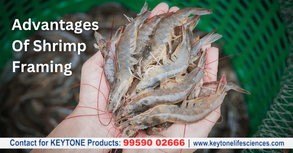 Advantages of Shrimp Farming