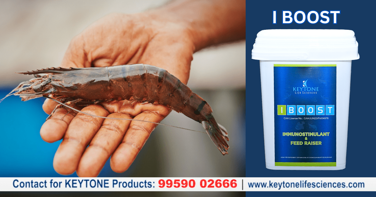 Prawn and Shrimp Growth: The Role of Keytone IBOOST as a Supplement