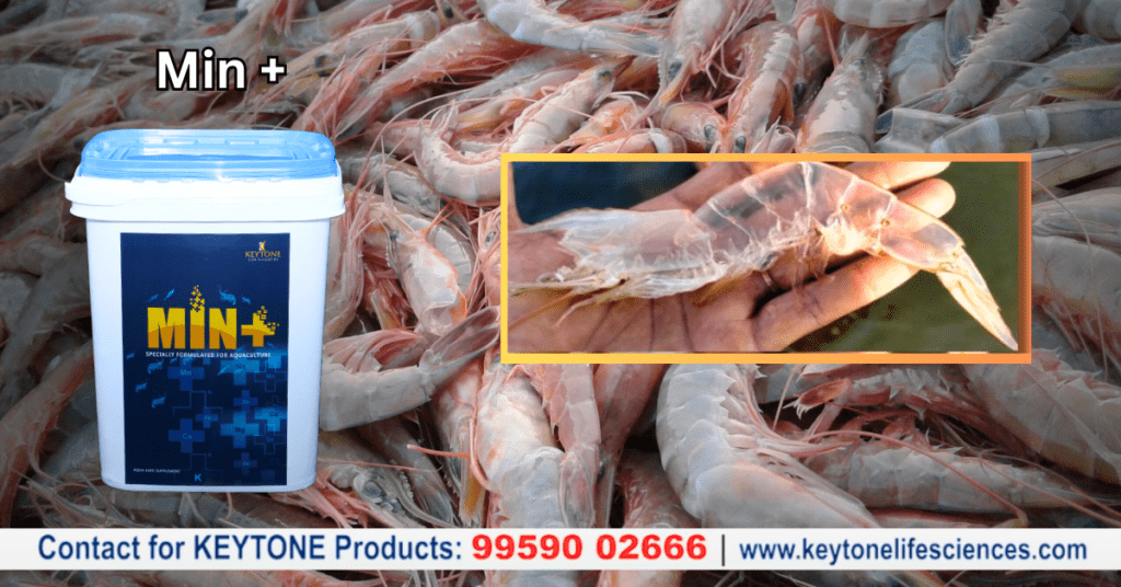 Unlocking the Secrets of Shrimp Moulting: Keytone Min+ as a Game-Changer