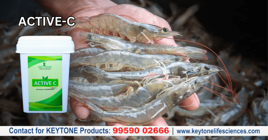 VIT-C Aqua Supplement for Fish and Shrimp