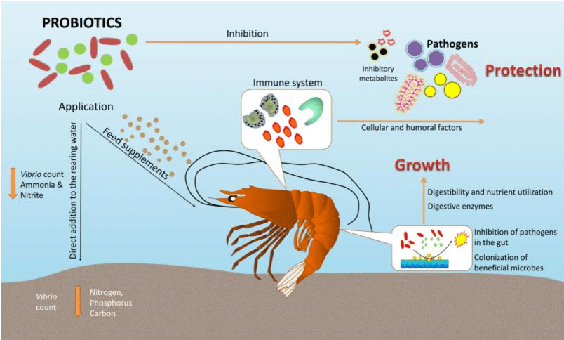 best probiotics for shrimp