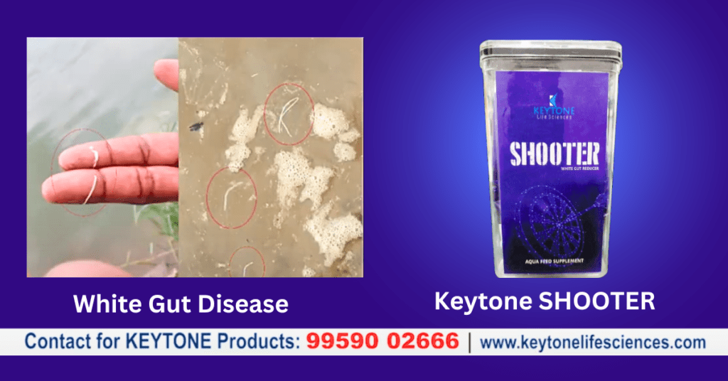 Reduce white gut disease in shrimp and prawns