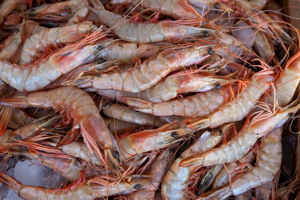 Advantages of Shrimp Farming