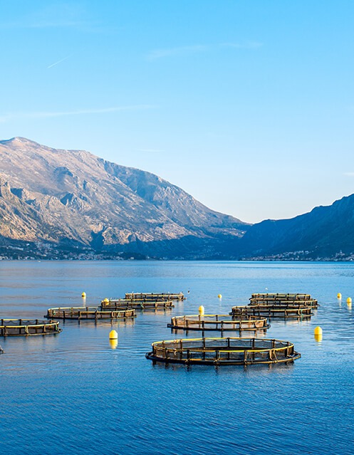 Aquaculture feed supplement in United States