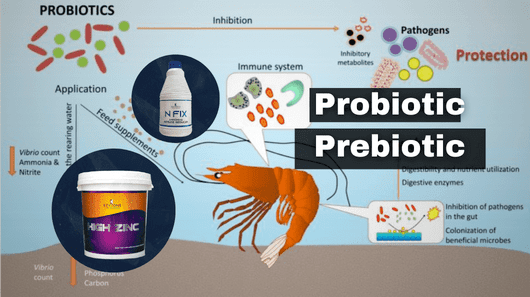 Probiotics for Aquaculture